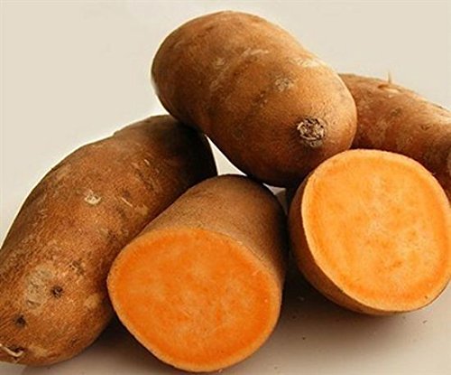 (Solution Seeds Farm Heirloom Yellow sweet potato seeds Image)