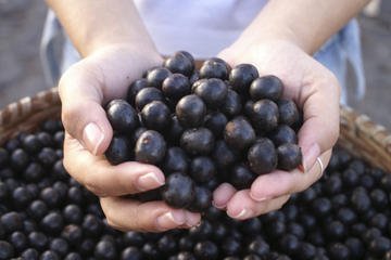 Seeds and Farms,15 Seeds Acai Palm An Extraordinary Antioxidant-Rich Palm Fruit (IMAGE)